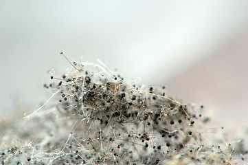 Image showing mold on bread #2