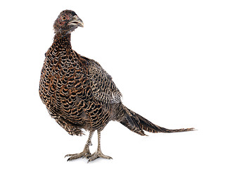 Image showing female European Common Pheasant