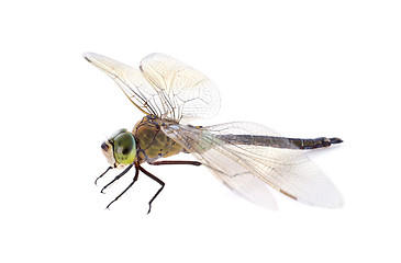 Image showing hawker dragonfly