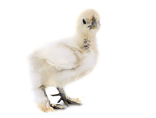 Image showing young Silkie