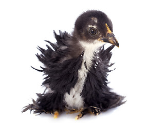 Image showing Curly Feathered chick Pekin