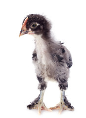 Image showing Marans chick