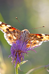 Image showing Painted Lady butterfly