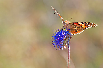 Image showing Painted Lady butterfly