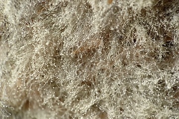 Image showing mold on bread