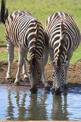 Image showing Zebra Pair