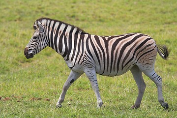 Image showing Zebra running