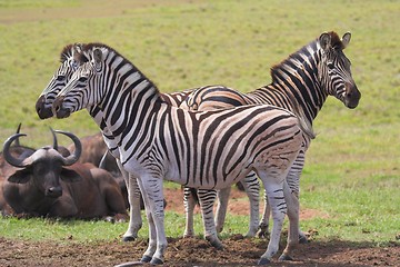 Image showing Zebras