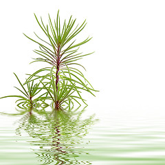 Image showing Pine branch reflected in water