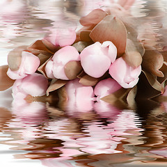 Image showing Pretty pink flowers reflected in water