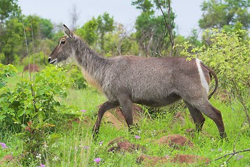 Image showing waterbuck