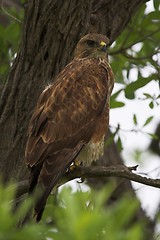 Image showing Tawny eagle