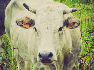 Image showing Retro look Cow picture