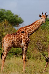 Image showing Giraffe