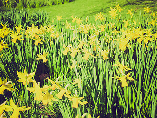 Image showing Retro look Daffodils picture