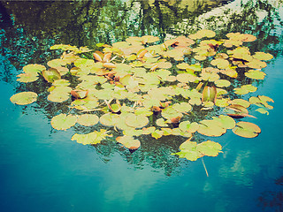 Image showing Retro look Waterlily