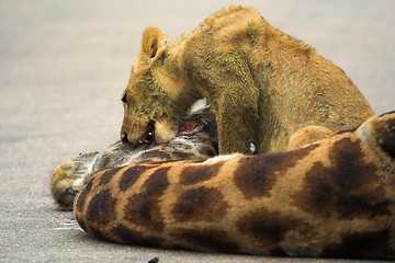 Image showing Feeding Cub