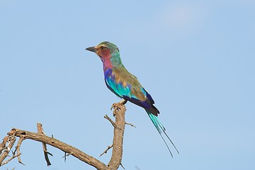 Image showing Lilac breasted roller