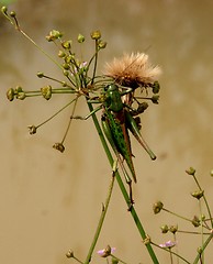 Image showing Grasshopper