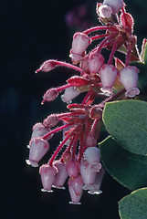 Image showing Manzanita