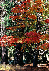 Image showing Autumn Forest