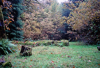 Image showing Autumn Forest