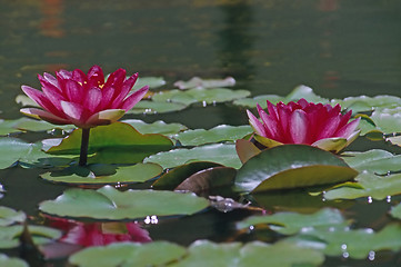 Image showing Water Lily