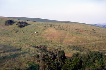 Image showing Cattle