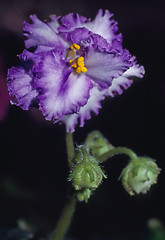 Image showing African Violet