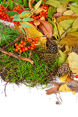 Image showing autumn leaves