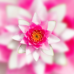 Image showing Pink water lily