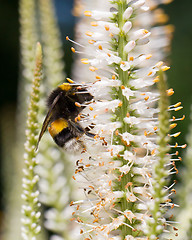 Image showing Bumble bee on a flower