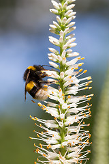 Image showing Bumble bee on a flower
