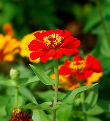 Image showing Zinnia