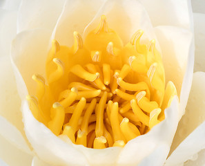 Image showing Close-up of a water lily