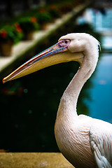 Image showing Pink pelican head