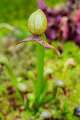 Image showing Cobra lily (Pitcher plant)