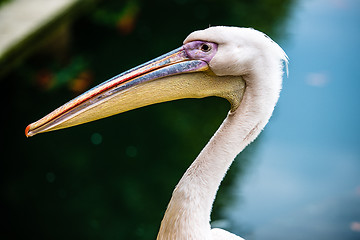 Image showing Pink pelican head