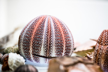 Image showing dried sea urchin