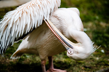 Image showing Pelican cleaning his plumage