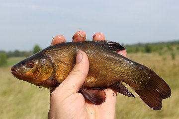 Image showing big tench lying on human hand