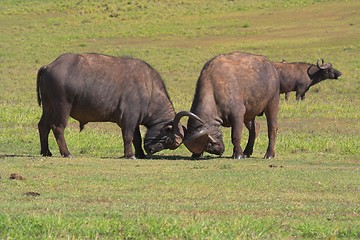 Image showing Fighting Buffalo