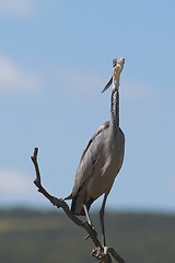 Image showing Bird Lookout