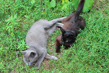 Image showing two cats playing in the green grass