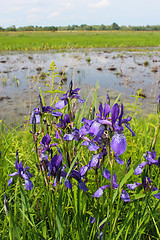 Image showing beautiful flowers of iris besides river
