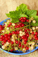 Image showing clusters of berries of red and white currant