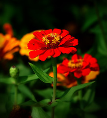 Image showing Zinnia