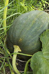 Image showing Dark colored large pumpkin