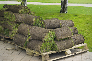 Image showing Lawn grass twisted into rolls