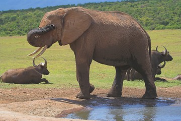 Image showing Shy Ellie